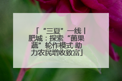 “三夏”一线丨肥城：探索“菌果蔬”轮作模式 助力农民增收致富