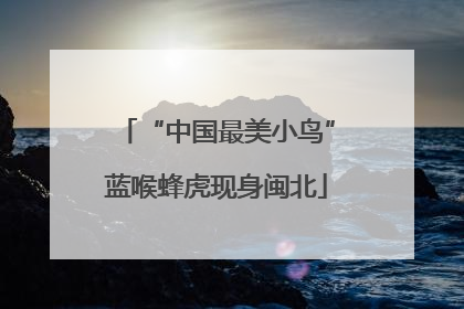 “中国最美小鸟”蓝喉蜂虎现身闽北