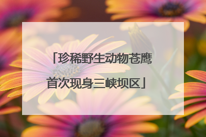 珍稀野生动物苍鹰首次现身三峡坝区
