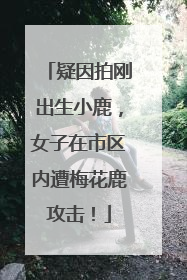 疑因拍刚出生小鹿，女子在市区内遭梅花鹿攻击！