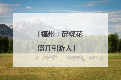 福州：醉蝶花盛开引游人