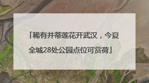 稀有并蒂莲花开武汉，今夏全城28处公园点位可赏荷