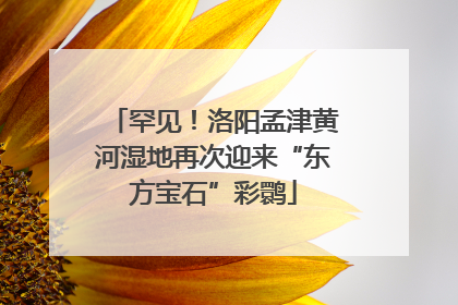 罕见！洛阳孟津黄河湿地再次迎来“东方宝石”彩鹮
