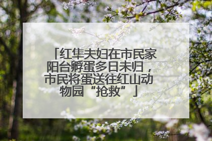 红隼夫妇在市民家阳台孵蛋多日未归，市民将蛋送往红山动物园“抢救”