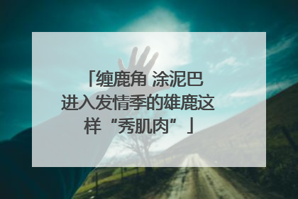 缠鹿角 涂泥巴 进入发情季的雄鹿这样“秀肌肉”