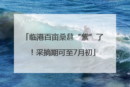 临港百亩桑葚“紫”了！采摘期可至7月初