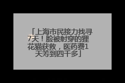 上海市民接力找寻7天！脸被射穿的狸花猫获救，医药费1天筹到四千多