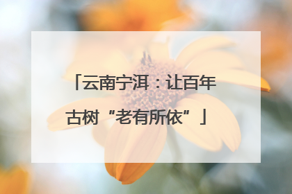 云南宁洱：让百年古树“老有所依”