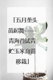 五月垄头苗起舞——青海首试青贮玉米育苗移栽