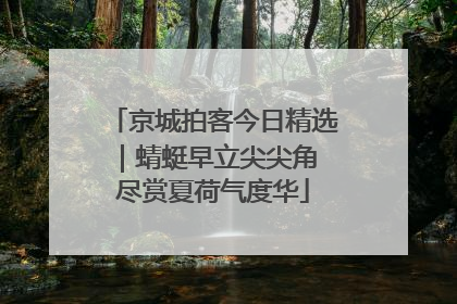 京城拍客今日精选｜蜻蜓早立尖尖角 尽赏夏荷气度华