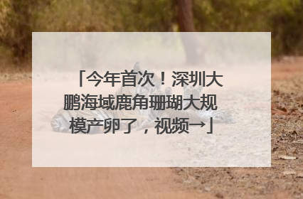 今年首次！深圳大鹏海域鹿角珊瑚大规模产卵了，视频→