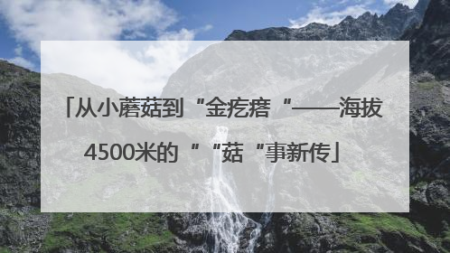 从小蘑菇到“金疙瘩“——海拔4500米的““菇“事新传