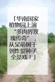 华南国家植物园上演“多肉界玫瑰传奇”，从呆萌树干到炸裂种子全是戏！