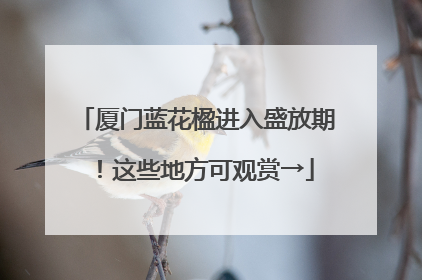 厦门蓝花楹进入盛放期！这些地方可观赏→