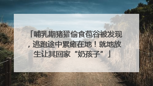 哺乳期猪獾偷食苞谷被发现，逃跑途中累瘫在地！就地放生让其回家“奶孩子”