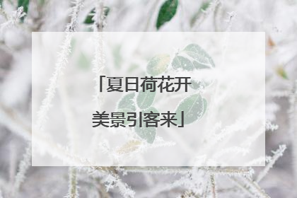 夏日荷花开 美景引客来