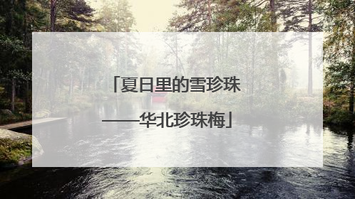 夏日里的雪珍珠——华北珍珠梅