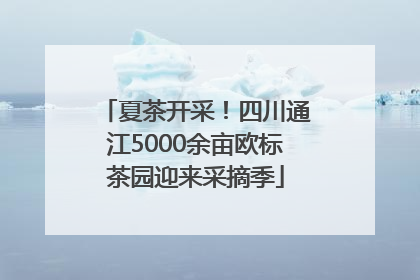 夏茶开采！四川通江5000余亩欧标茶园迎来采摘季
