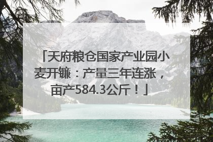天府粮仓国家产业园小麦开镰：产量三年连涨，亩产584.3公斤！