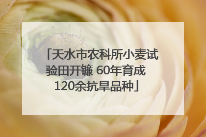天水市农科所小麦试验田开镰 60年育成120余抗旱品种