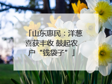 山东惠民：洋葱喜获丰收 鼓起农户“钱袋子”
