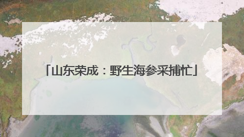 山东荣成：野生海参采捕忙