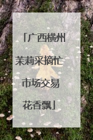 广西横州茉莉采摘忙 市场交易花香飘