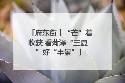 府东街丨“芒”着收获 看菏泽“三夏”好“丰景”
