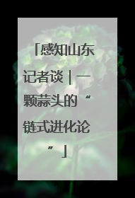 感知山东记者谈｜一颗蒜头的“链式进化论”