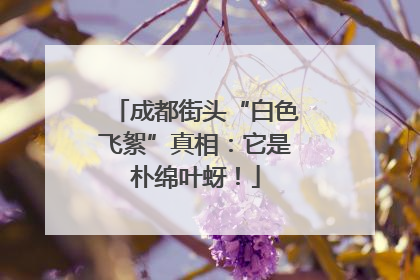 成都街头“白色飞絮”真相：它是朴绵叶蚜！