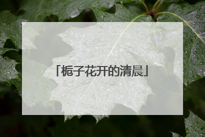栀子花开的清晨