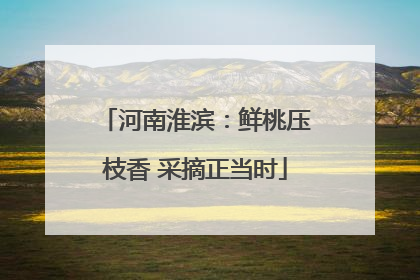 河南淮滨：鲜桃压枝香 采摘正当时