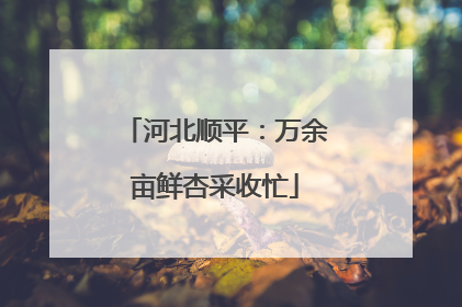 河北顺平：万余亩鲜杏采收忙