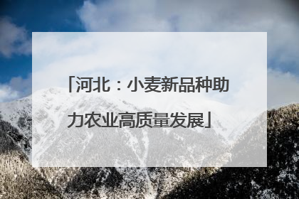 河北：小麦新品种助力农业高质量发展