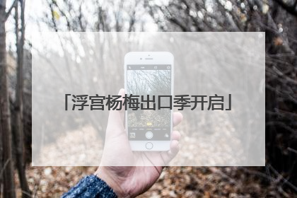 浮宫杨梅出口季开启