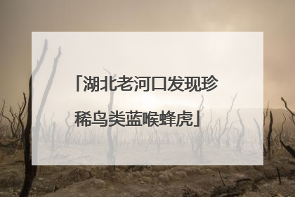 湖北老河口发现珍稀鸟类蓝喉蜂虎