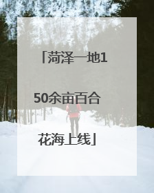 菏泽一地150余亩百合花海上线