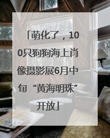 萌化了，100只狗狗海上肖像摄影展6月中旬“黄海明珠”开放