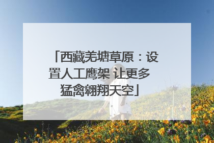 西藏羌塘草原：设置人工鹰架 让更多猛禽翱翔天空