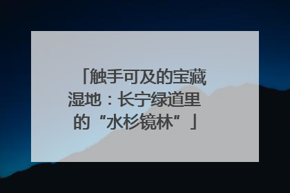 触手可及的宝藏湿地：长宁绿道里的“水杉镜林”