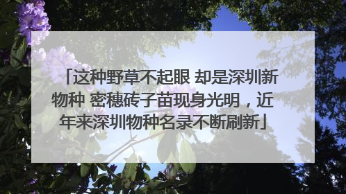 这种野草不起眼 却是深圳新物种 密穗砖子苗现身光明，近年来深圳物种名录不断刷新