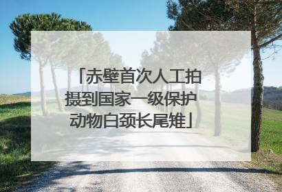 赤壁首次人工拍摄到国家一级保护动物白颈长尾雉
