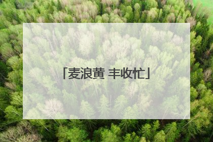 麦浪黄 丰收忙