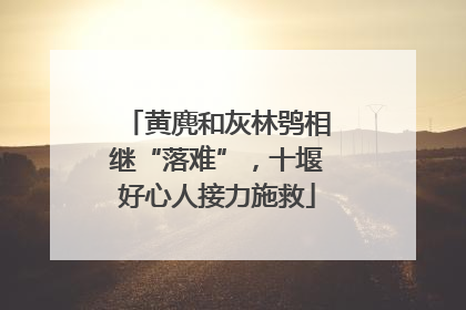 黄麂和灰林鸮相继“落难”，十堰好心人接力施救