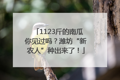1123斤的南瓜你见过吗？潍坊“新农人”种出来了！